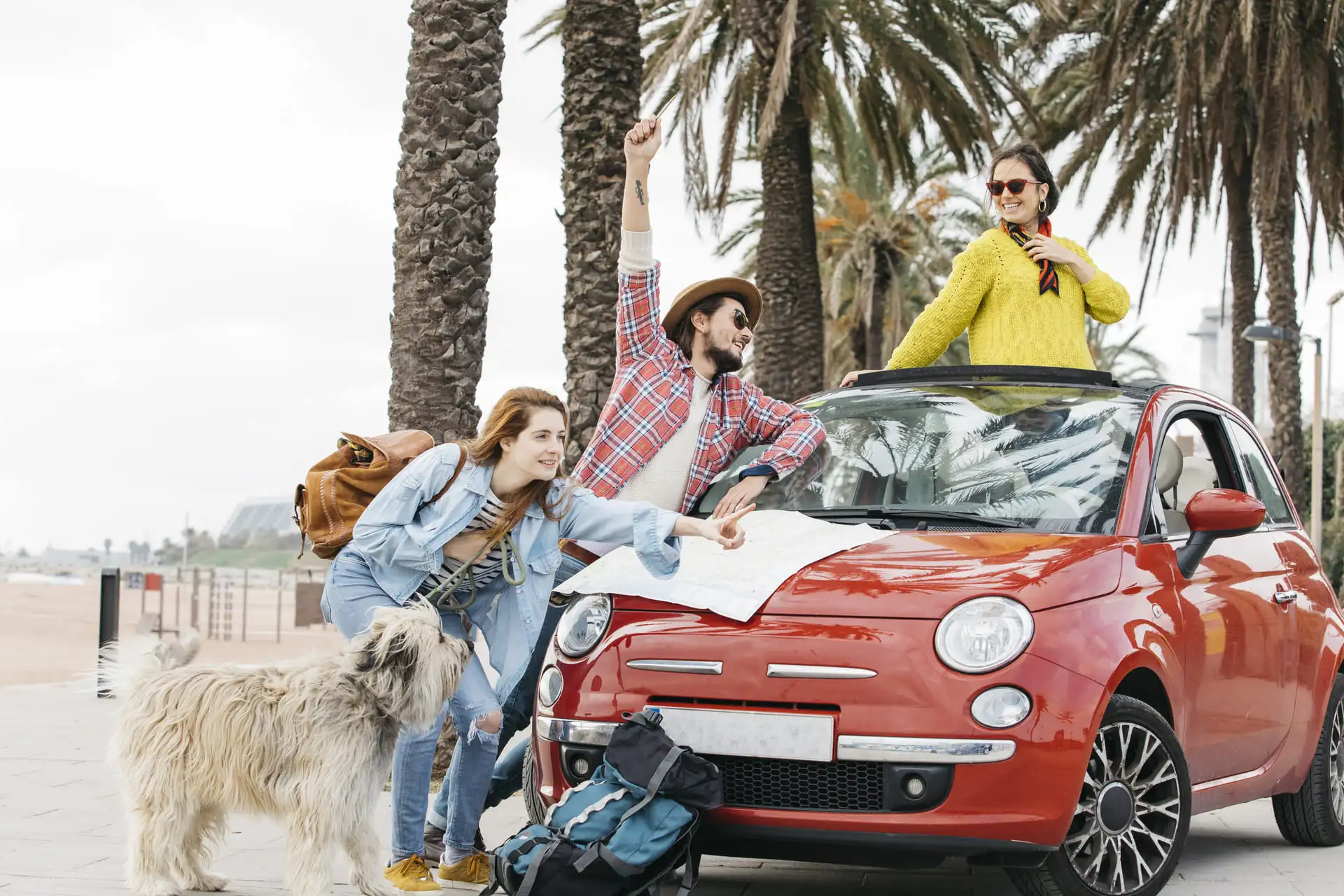 Travelling by car with a dog on holiday