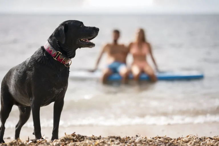 Dog-Friendly Beaches on the Costa Brava: What to Know Before You Go